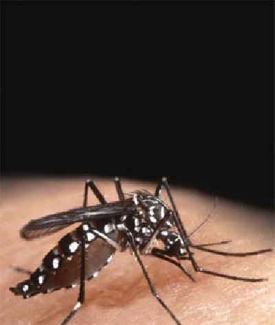 o mosquito Aedes aegypti